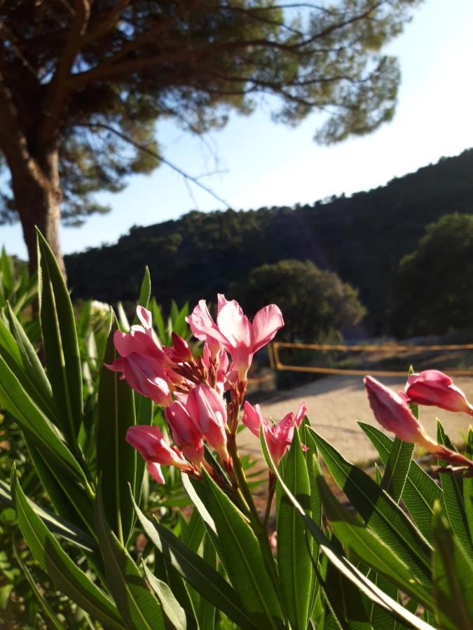 Les Amandiers - 5 Km De La Plage Sainte-Maxime Exterior foto